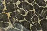 Polished Linella Avis Stromatolite Slab - Million Years #243154-1